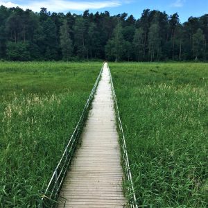 Photo 8 - Four new accessible nature trails built in Kurzeme