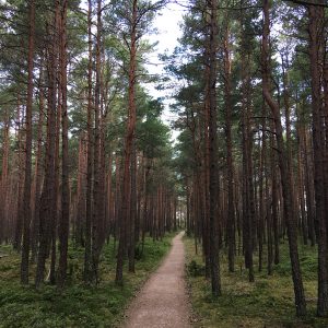 Photo 2 - Kolka Pine Trail