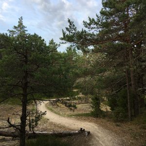 Photo 3 - Kolka Pine Trail