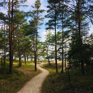 Photo 5 - Kolka Pine Trail