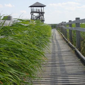 Photo 2 - Lake Liepāja Boardwalk
