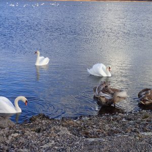 Photo 12 - Lake Liepāja Zirgu Island Trail
