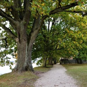Photo 6 - Dole mõisapargi rajad