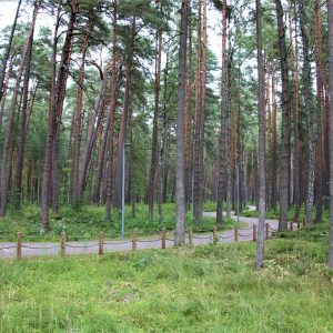 Photo 2 - Dzintari forest park