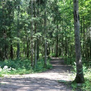 Photo 1 - Gramzda Forest Park Trail