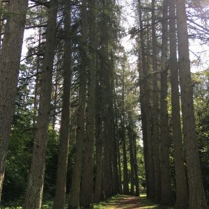 Photo 1 - Kartavkalna dabas taka