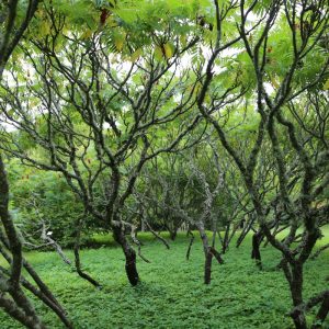 Photo 2 - Lēdurga dendropark
