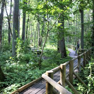 Photo 3 - Trail in Black-alder Swamp
