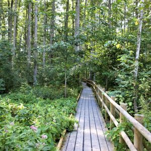 Photo 4 - Trail in Black-alder Swamp