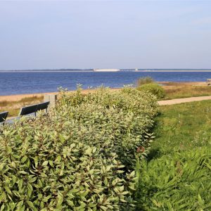 Photo 2 - Salaspils Beach