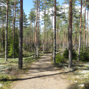 Photo 5 - Jeturkasti Trail