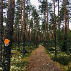 Photo 3 - Jeturkasti Trail