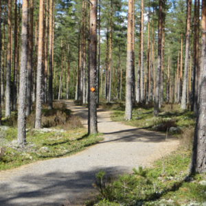 Photo 6 - Jeturkasti Trail