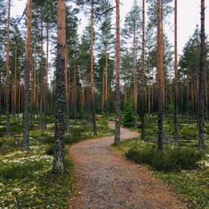 Photo 4 - Jeturkasti Trail