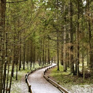 Photo 6 - Līgatne Nature Trails