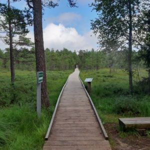 Photo 8 - RMK Viru bog nature trail