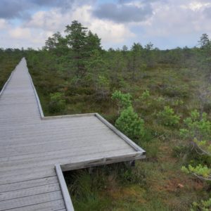Photo 21 - RMK Viru bog nature trail