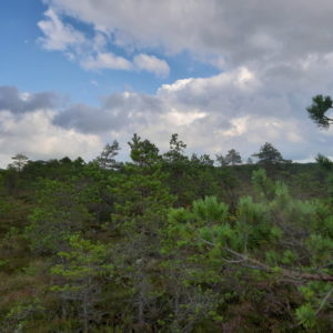 Photo 18 - RMK Viru bog nature trail