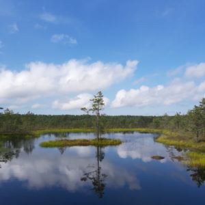 Photo 38 - RMK Viru bog nature trail