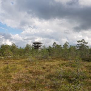 Photo 22 - RMK Viru bog nature trail