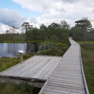 Photo 20 - RMK Viru bog nature trail