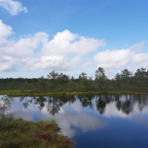 Photo 40 - RMK Viru bog nature trail