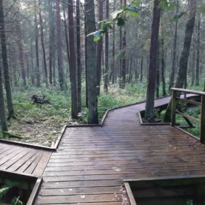 Photo 5 - Sõõriksoo dabas taka