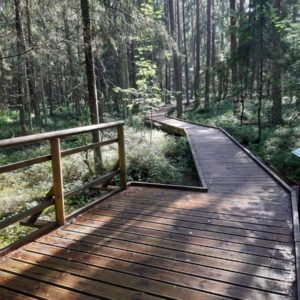 Photo 6 - Sõõriksoo dabas taka