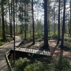 Photo 13 - Sõõriksoo dabas taka