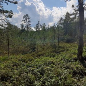 Photo 10 - Sõõriksoo dabas taka