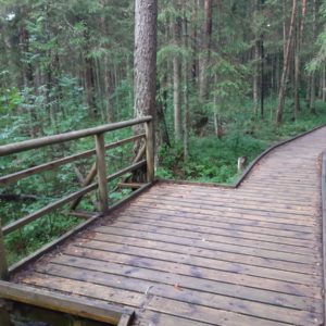 Photo 16 - Sõõriksoo dabas taka
