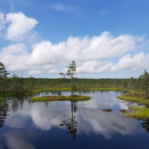 Photo 39 - RMK Viru bog nature trail