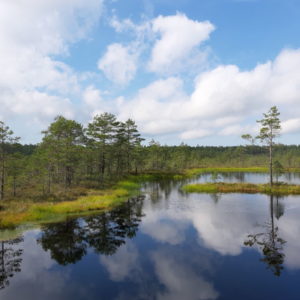 Photo 44 - RMK Viru bog nature trail