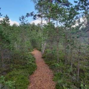 Photo 9 - Sõõriksoo dabas taka