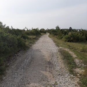 Photo 3 - Sääretirp