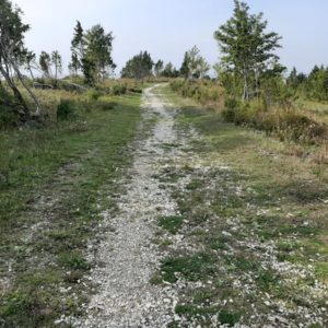 Photo 4 - Sääretirp