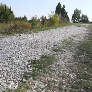 Photo 5 - Sääretirp