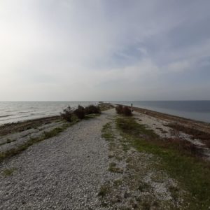 Photo 6 - Sääretirp