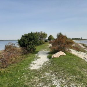Photo 7 - Sääretirp