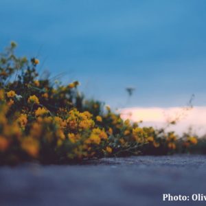 Photo 1 - Dirhami Osta