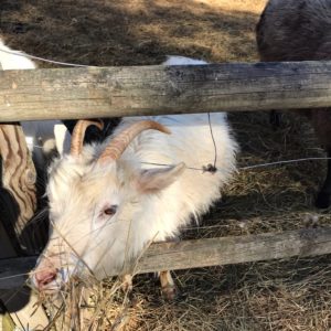 Photo 4 - Silma darbnīca un dabas liegums