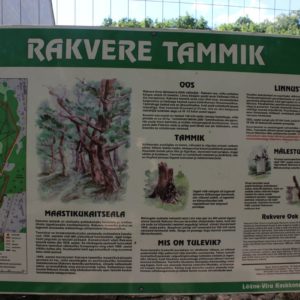 Photo 21 - Rakveres ozolu taka