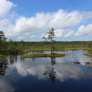 Photo 36 - RMK Viru bog nature trail
