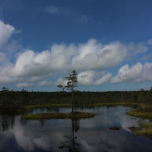 Photo 41 - RMK Viru bog nature trail