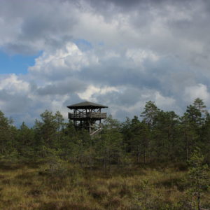 Photo 23 - RMK Viru bog nature trail