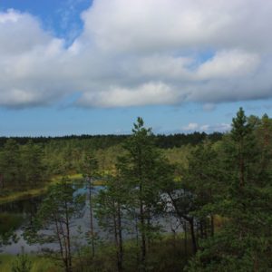Photo 42 - RMK Viru bog nature trail