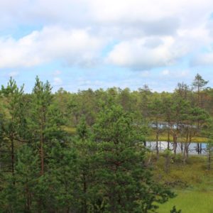 Photo 43 - RMK Viru bog nature trail