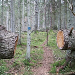 Photo 16 - RMK Kaleste telkmisala ja õpperada