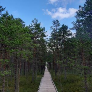 Photo 19 - RMK Viru bog nature trail