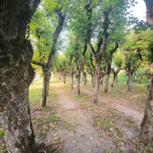 Photo 3 - Path at Katvaru Manor Park
